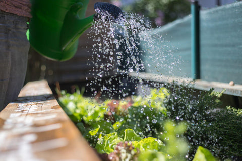 Watering fresh vegetables and herbs