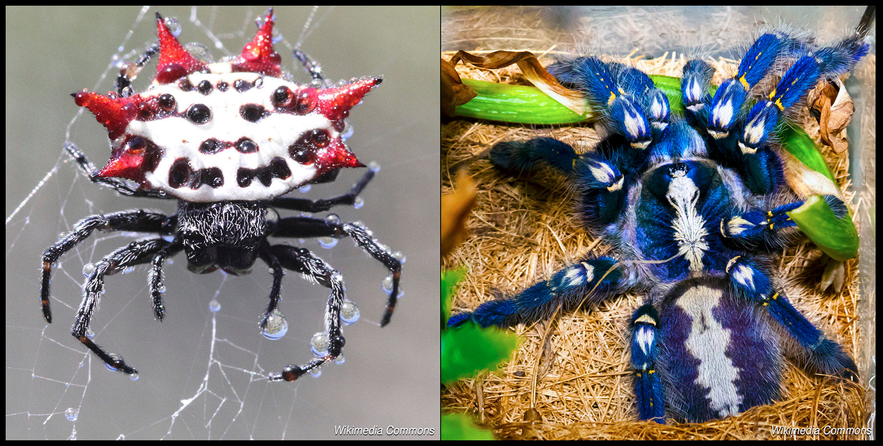 Most Beautiful Spiders in the World, the Spiny Orb Weaver and the Peacock Tarantula (Or Gooty Sapphire Tarantula)