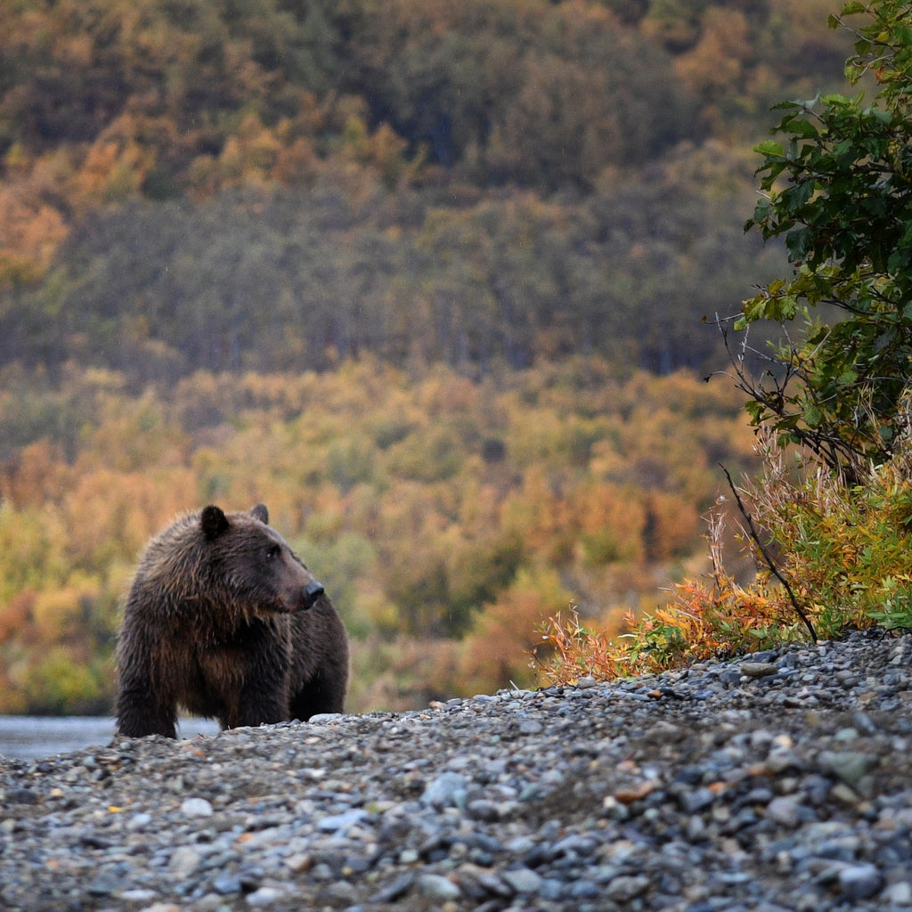 Alaska Fly Fishing - Bears in Alaska 