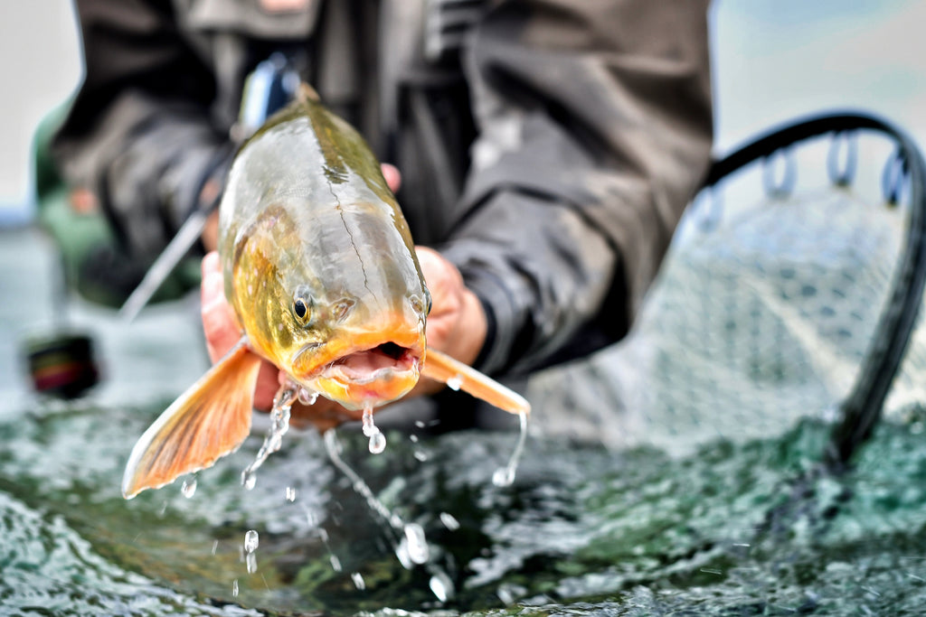 Arctic Char in Alaska - Alaska Fly Fishing