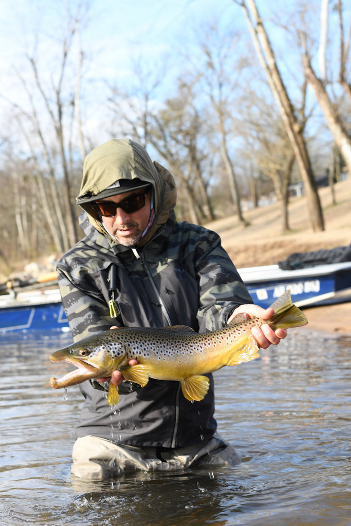 Male brown trout post spawn.