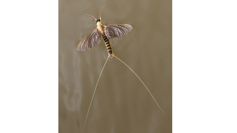 Mayfly Spinner