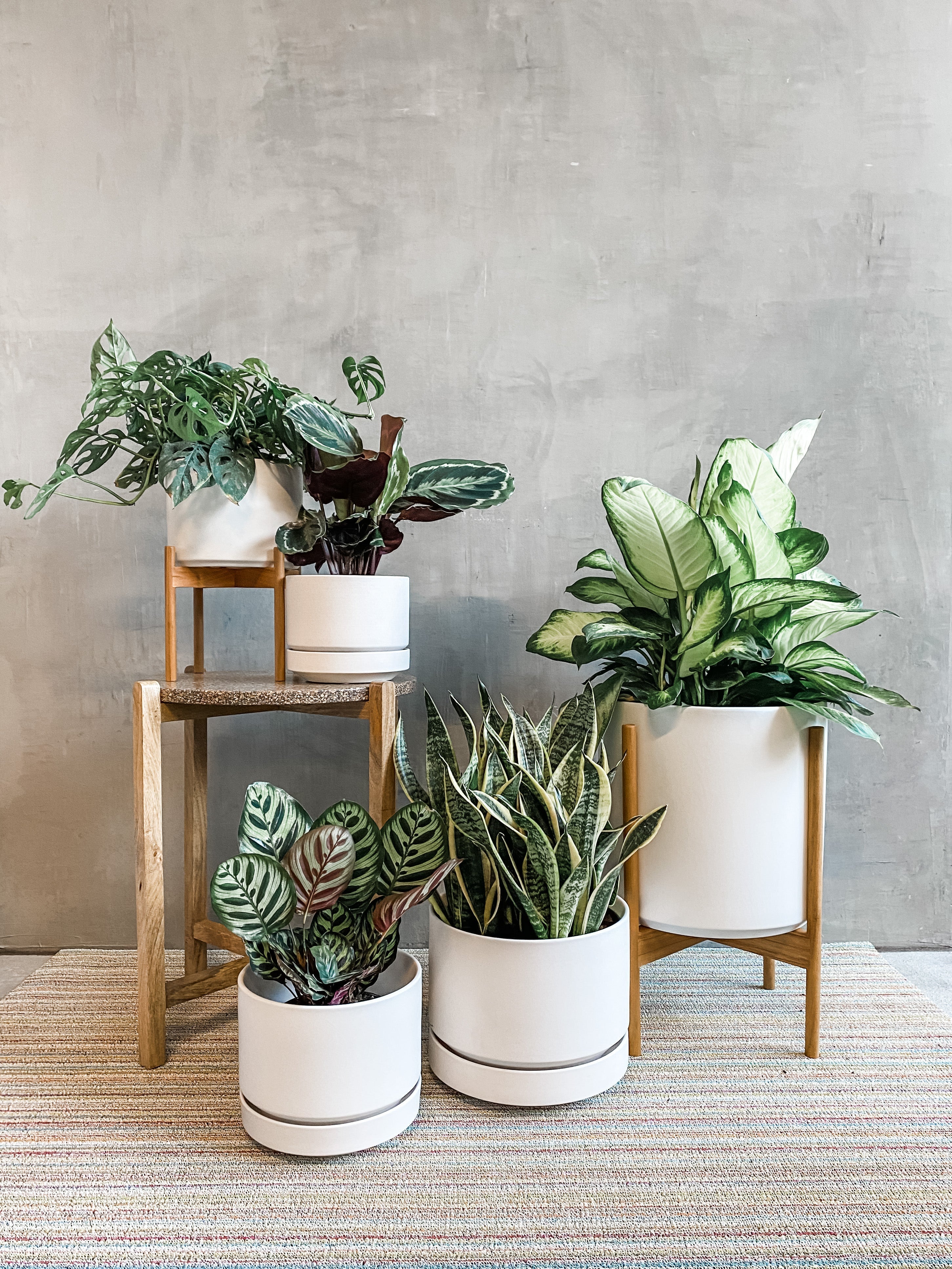 https://cdn.shopify.com/s/files/1/0584/6065/collections/pots-and-planters.jpg?v=1684773271