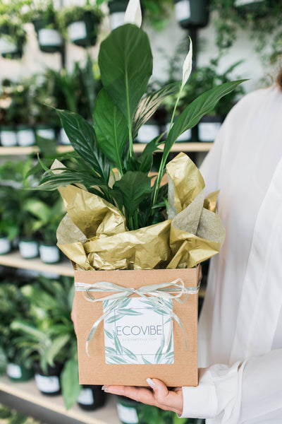 ECOVIBE-corporate-gifting-holiday-gifts-employee-appreciation-peace-lily