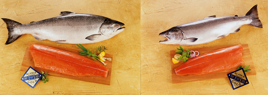 https://cdn.shopify.com/s/files/1/0584/6145/4520/files/King-salmon-and-coho-salmon-fillet.png?v=1631616088