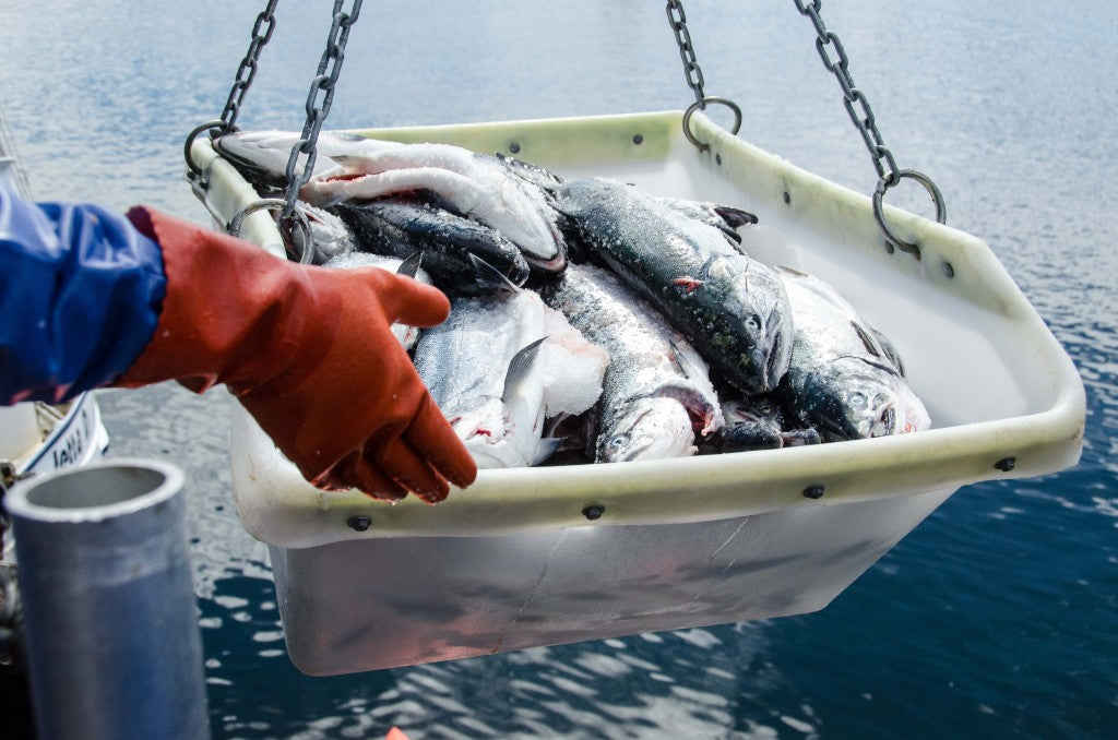 Line-caught salmon, quality over quantity