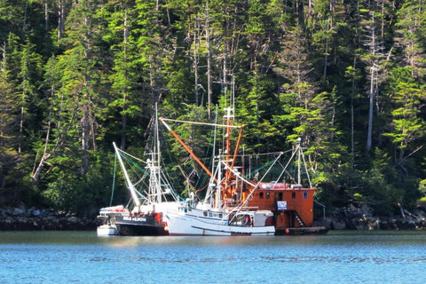 A salmon trolling boat tied to a buy scow to deliver salmon.