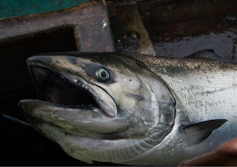 King Salmon in the Fish Checker