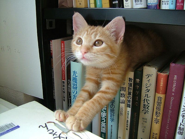 Resultado de imagen de librarian cat