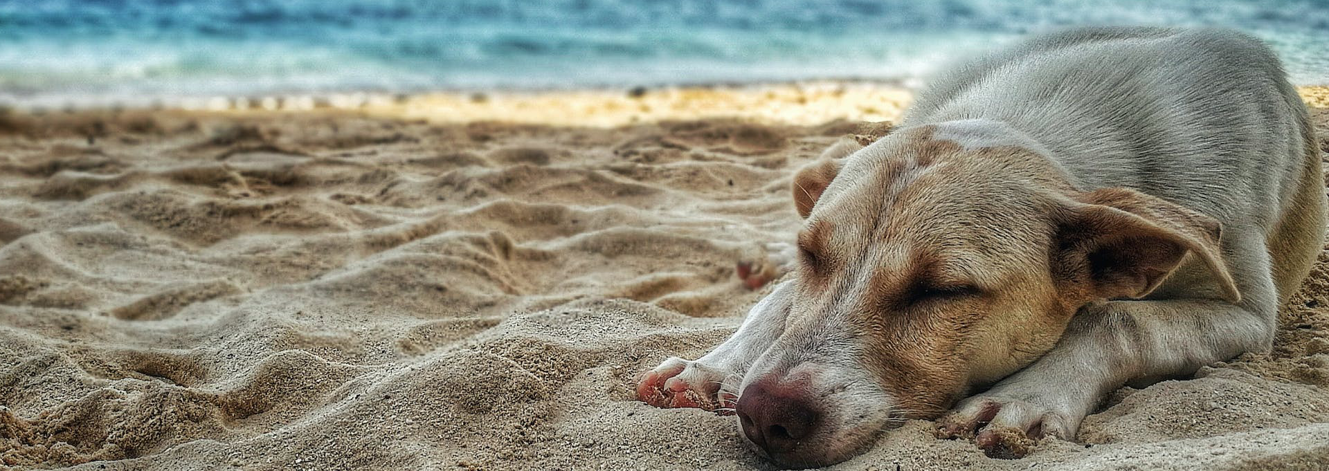 Dog Sleeping on Beach