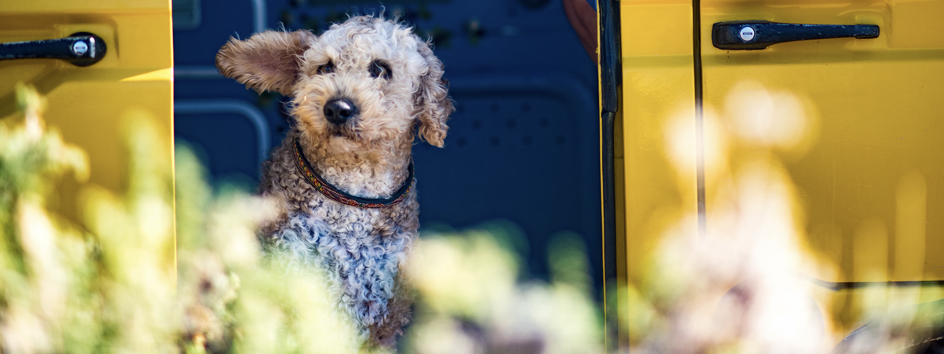 Van travel with dogs