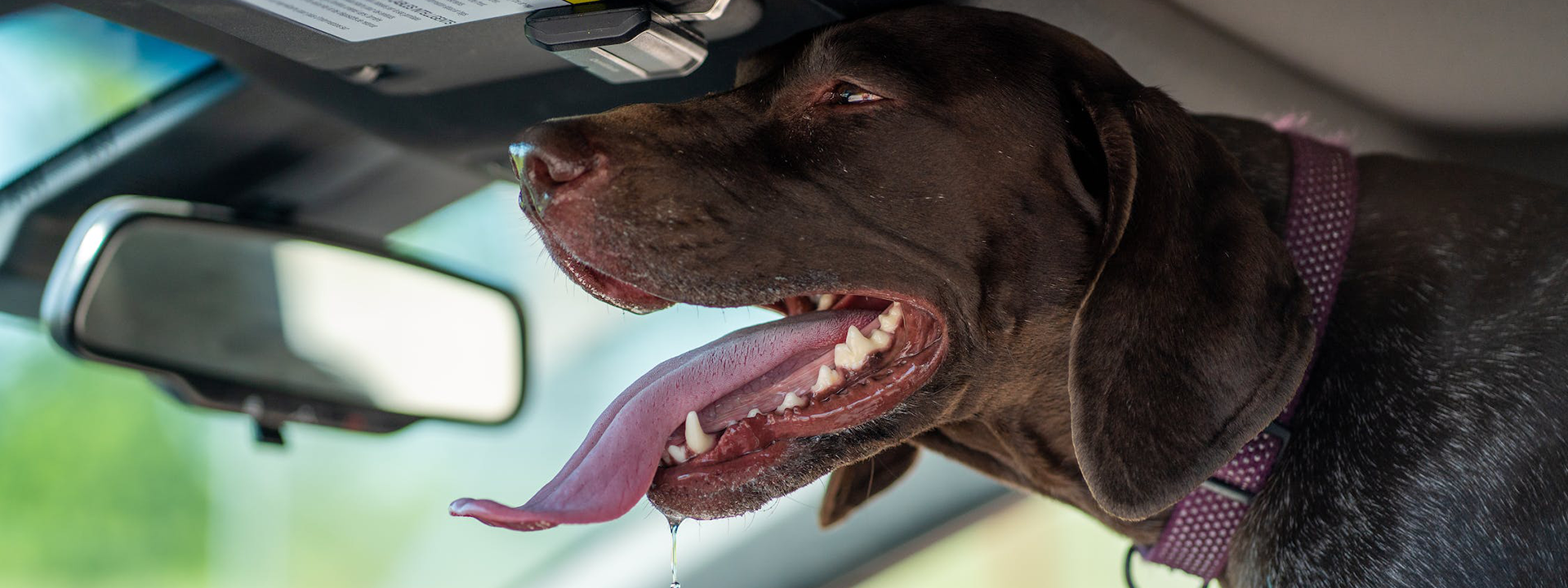 Road Trip with Pets