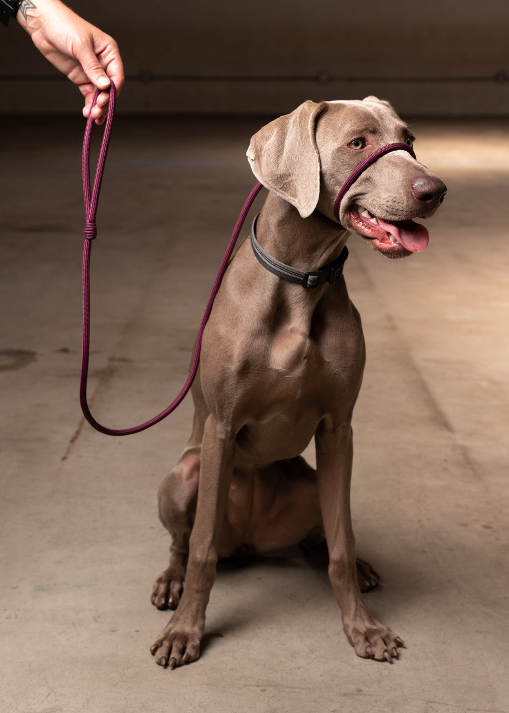 Dog Leash with Repurposed LV – Tailor Made Crafts