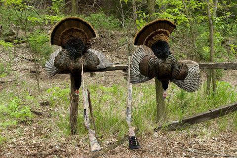 turkey carcasses displayed with shotguns on post