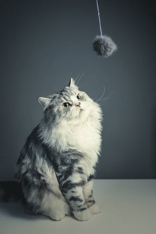 Your Cat S Claws Preventing Destroyed Furniture Petfusion