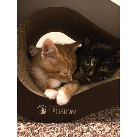 petfusion ultimate cat scratcher