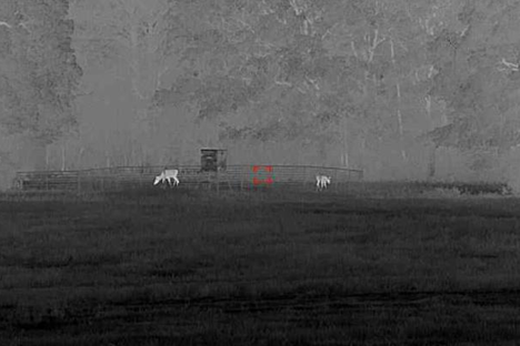 Two doe deer seen through thermal