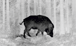 Feral hog or wild boar seen through Pulsar black hot image palette