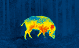 Feral hog or wild boar seen through Pulsar rainbow image palette