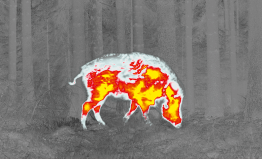 Feral hog or wild boar seen through Pulsar red hot image palette