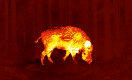 Feral hog or wild boar seen through Pulsar red monochrome image palette