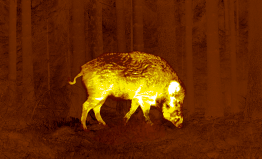 Feral hog or wild boar seen through Pulsar sepia image palette