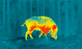 Feral hog or wild boar seen through Pulsar ultramarine image palette