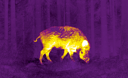 Feral hog or wild boar seen through Pulsar violet image palette