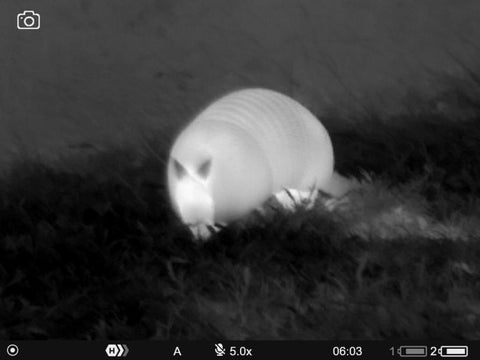 nine banded armadillo on thermal