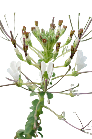 Cleome Gynandra