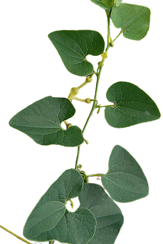 Adenia cissampeloides