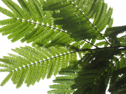 Newttonia buchananii