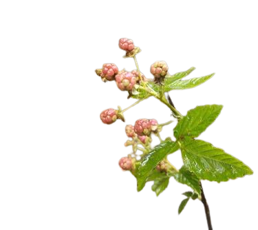 Rubus Steudneri