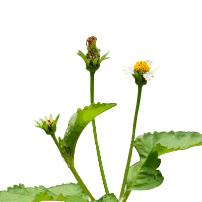 Bidens Pilosa