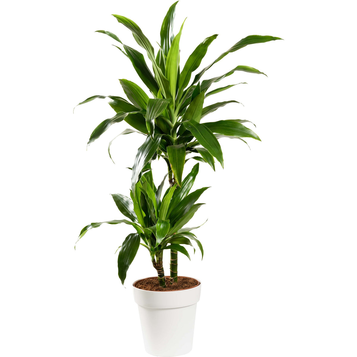 dracaena janet craig plant