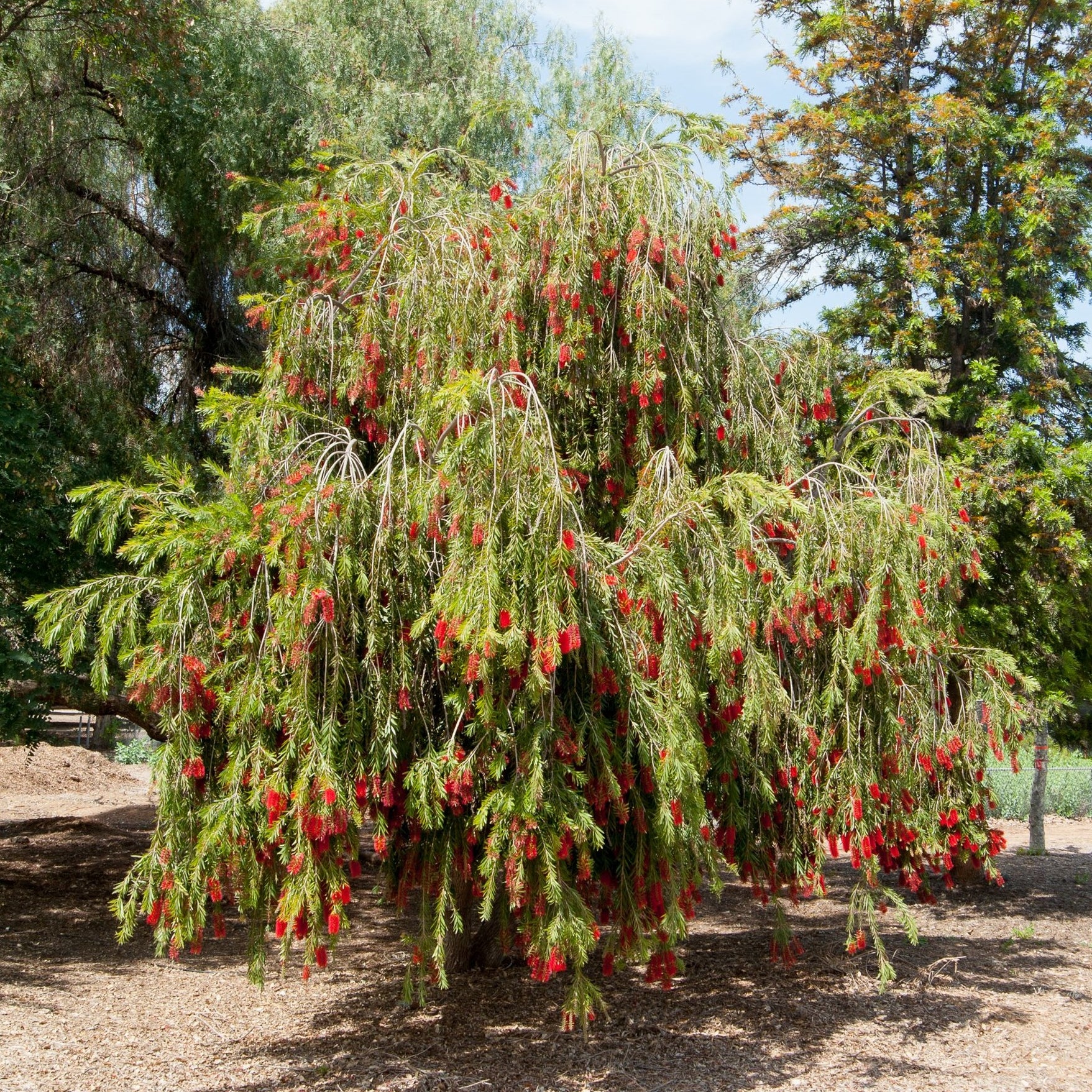 Pink bottle brush plant