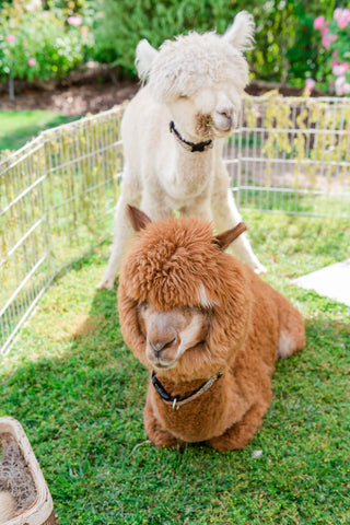 https://calabasasbouncehouse.com/blogs/news/adorable-2nd-farm-party-calabasas-ca