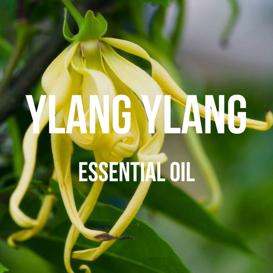 Frangipani (Plumeria) 100% Pure & Natural Essential Oil - [10ml-5000ml]