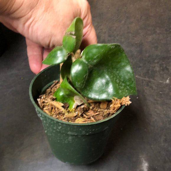 Hoya RHM 022 “Swiffers Tail” – Christine's Tropical & Exotic Plants