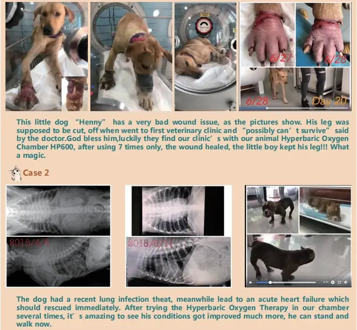 Pet hyperbaric oxygen chamber I hyperbaric chamber oxygen