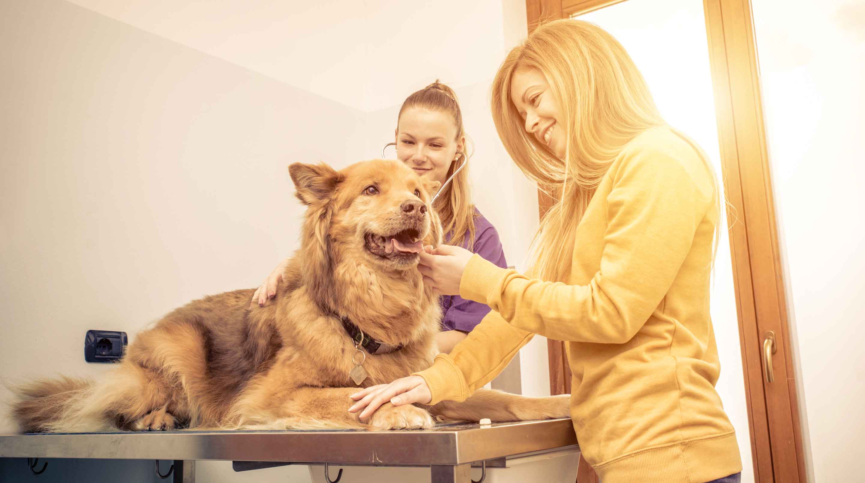 Glimte crush Uegnet Anaplasmose beim Hund - die 10 häufigsten Symptome! – Solli's Hundebedarf