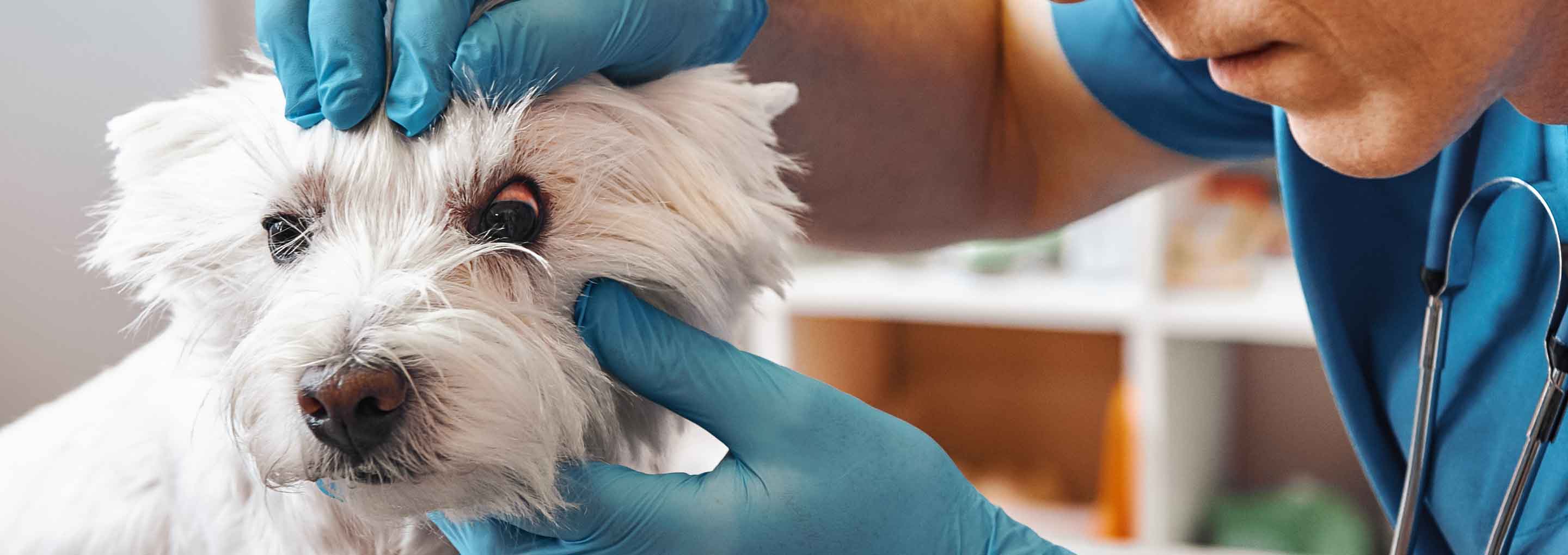 Ein kleiner Hund mit einer Bindehautentzündung wird von einem Tierarzt untersucht