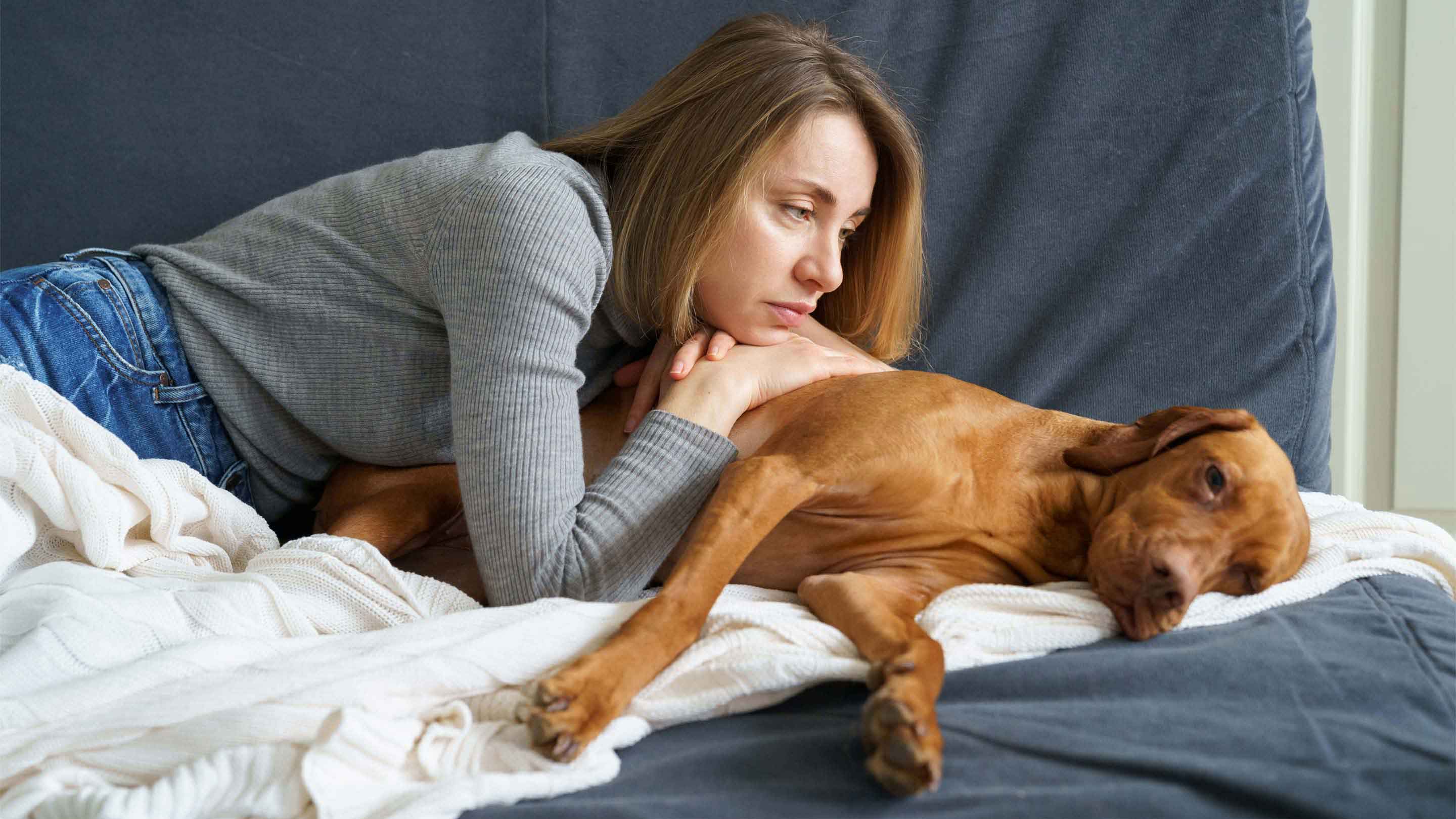 Ehrlichiose Hund - Symptome erkennen behandeln – Solli's Hundebedarf