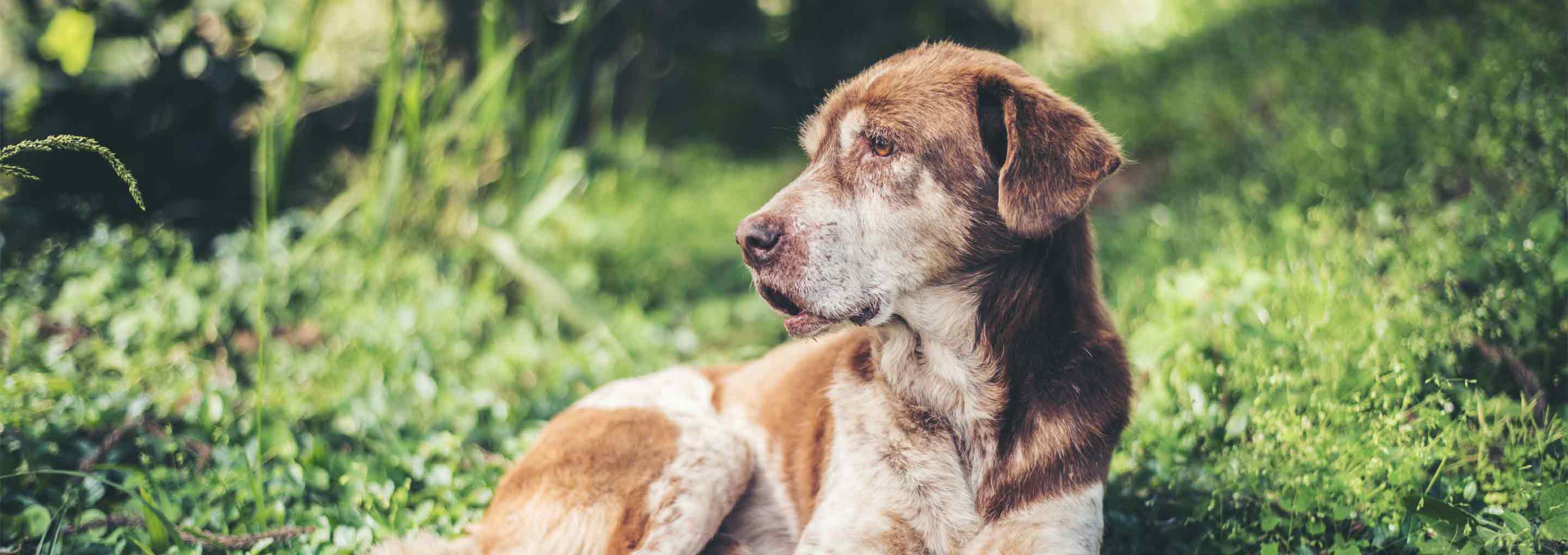 Ein Hund liegt in der Sonne auf einer Wiese