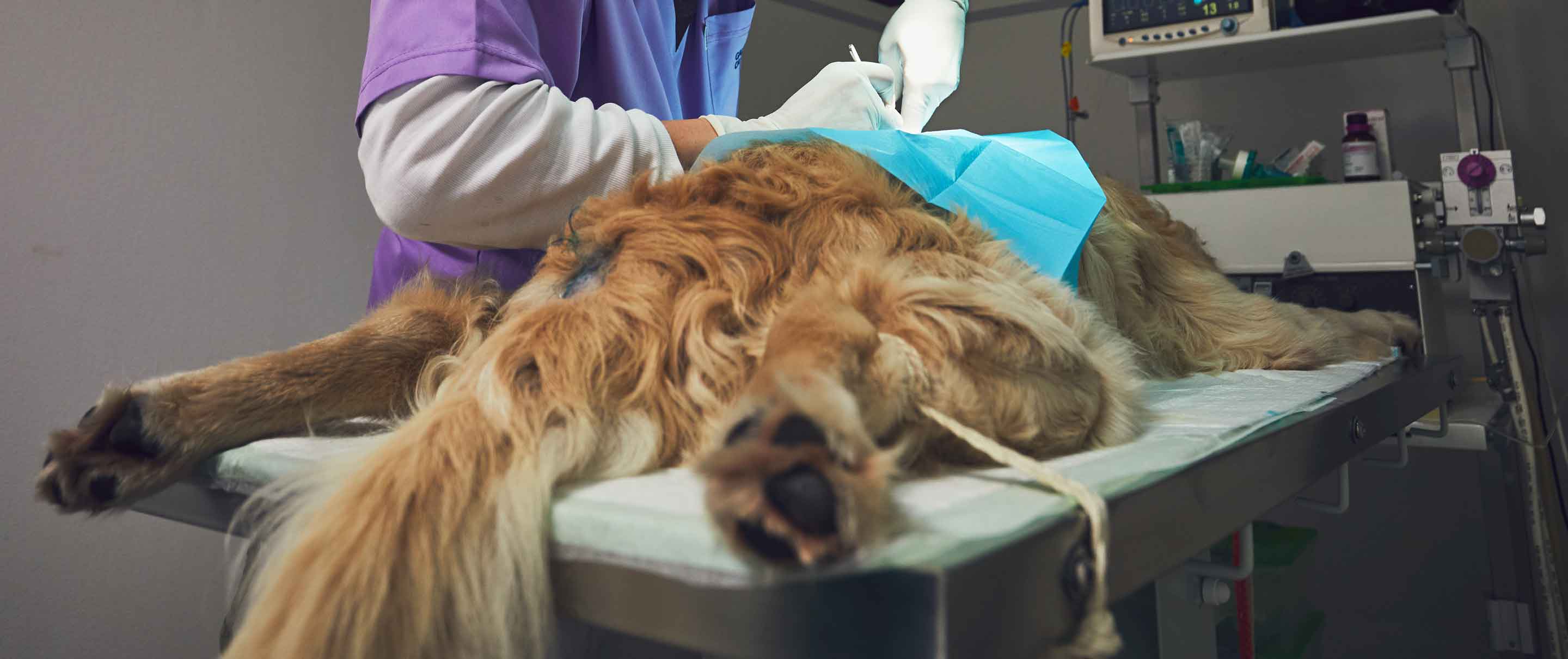 Ein Hund mit einem Mastzelltumor wird operiert