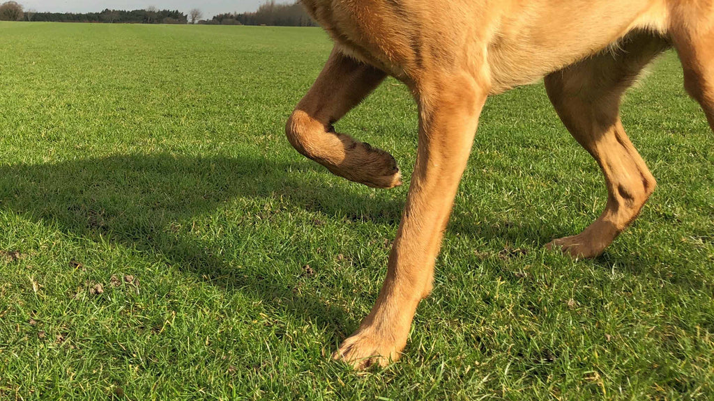 Hund mit Arthrose zieht sein Bein ein
