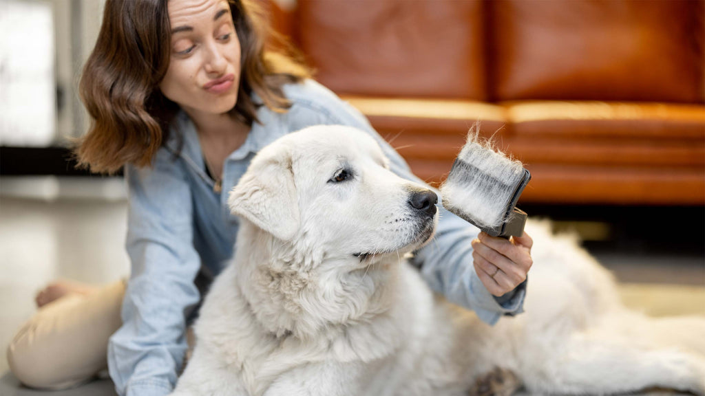 Eine Frau bürstet ihren Hund der viel Fell verliert
