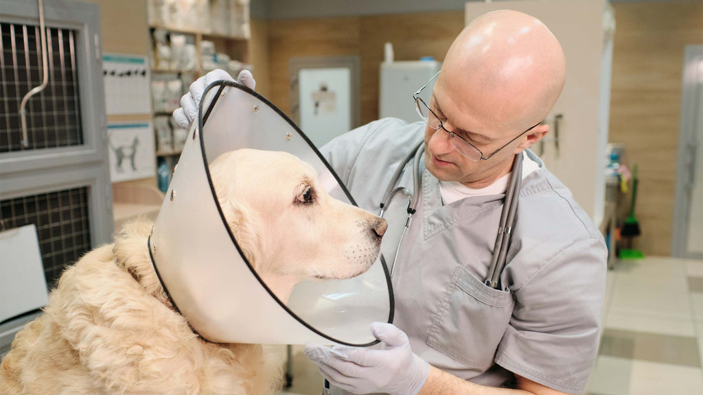 Hund wird wegen Analdrüsen behandelt