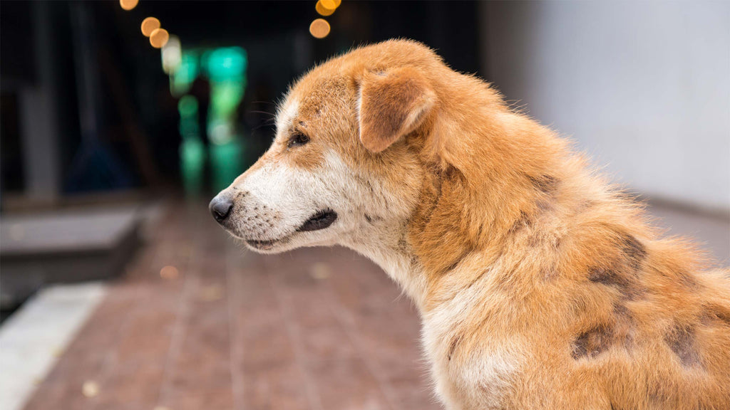 Hund hat ein beschädigtes Fell