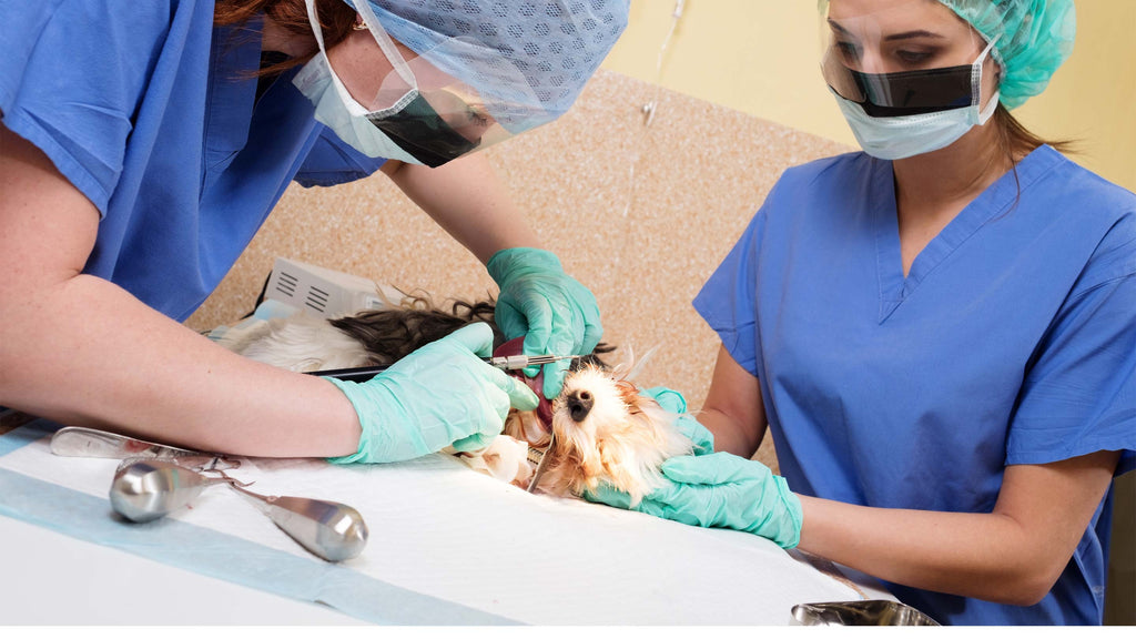 Ein Hund bekommt eine professionelle Zahnsteinreinigung